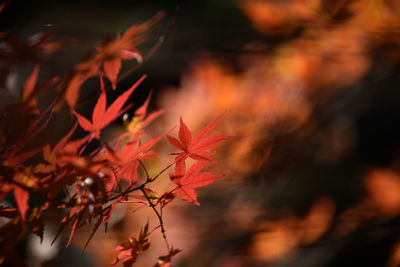 Close-up of red maple leaves on tree