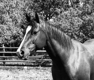 Side view of horse on field