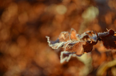 Close-up of wilted plant during winter