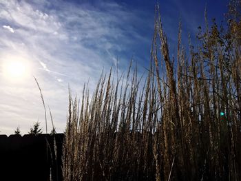 Low angle view of silhouette trees against sky