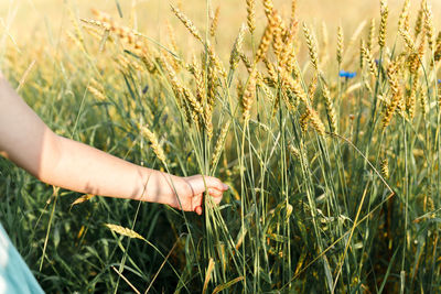 Cropped hand of girl holding plants