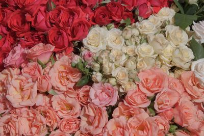 Full frame shot of pink roses