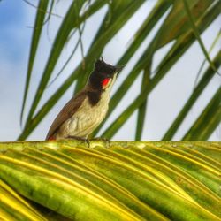 Close-up of bird perching on branch