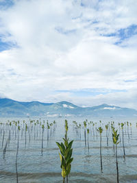 Mangrove saplings in palu bay