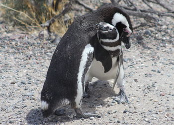 View of an animal sitting on field