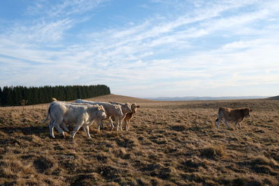 Cows in a field