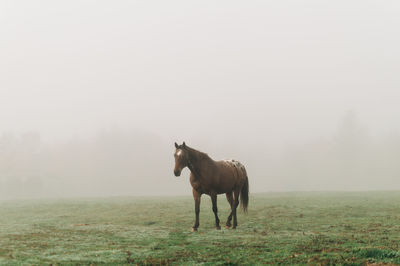 Horse standing in field