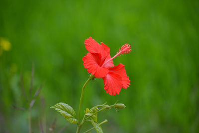 Close-up of red hibiscus flower