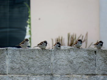 Close-up of bird perching on stone railing