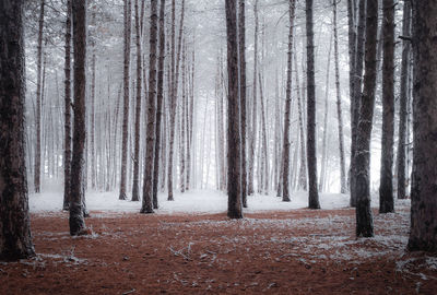 Trees in forest