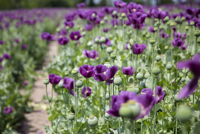 Close-up of purple flowers in garden