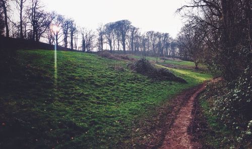 Trees on grassy field