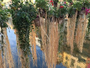 Reflection of trees in water