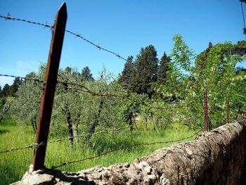 Trees on landscape against clear sky