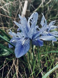 Close-up of purple crocus flowers on field