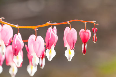 Close-up of pink flowering plants