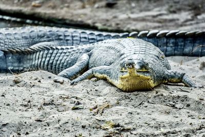 Close-up of lizard on ground