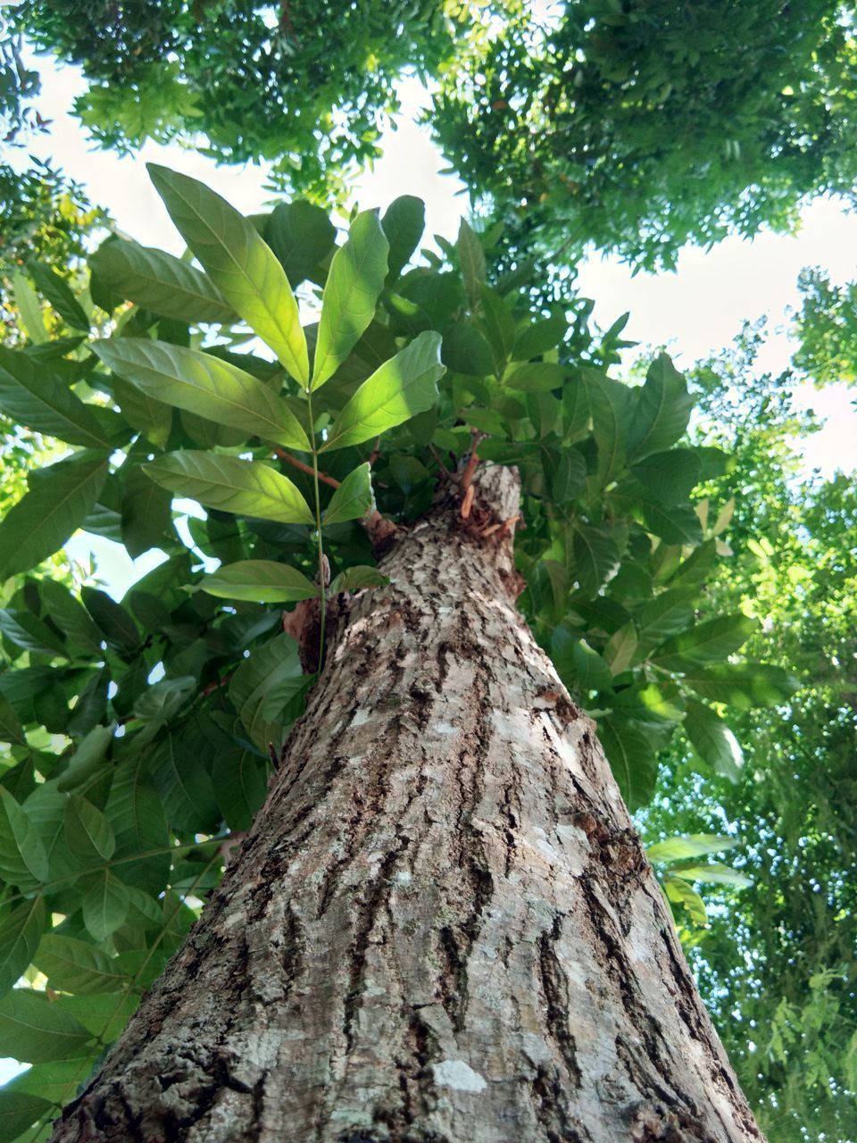 LOW ANGLE VIEW OF TREE TRUNK