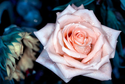 Close-up of rose bouquet