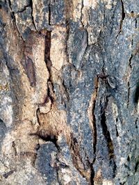 Full frame shot of tree trunk