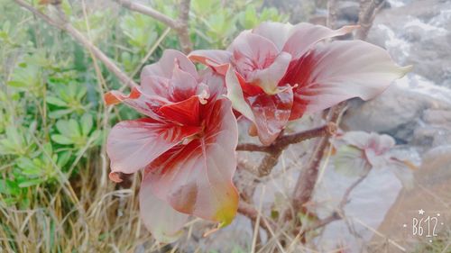 Close-up of hibiscus flower