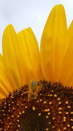 Close-up of sunflower blooming against sky