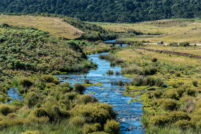 Scenic view of river amidst trees in forest