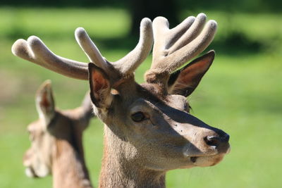 Close-up of deer