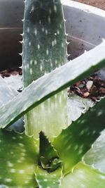 Close-up of succulent plant in water