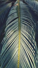 Full frame shot of palm leaves