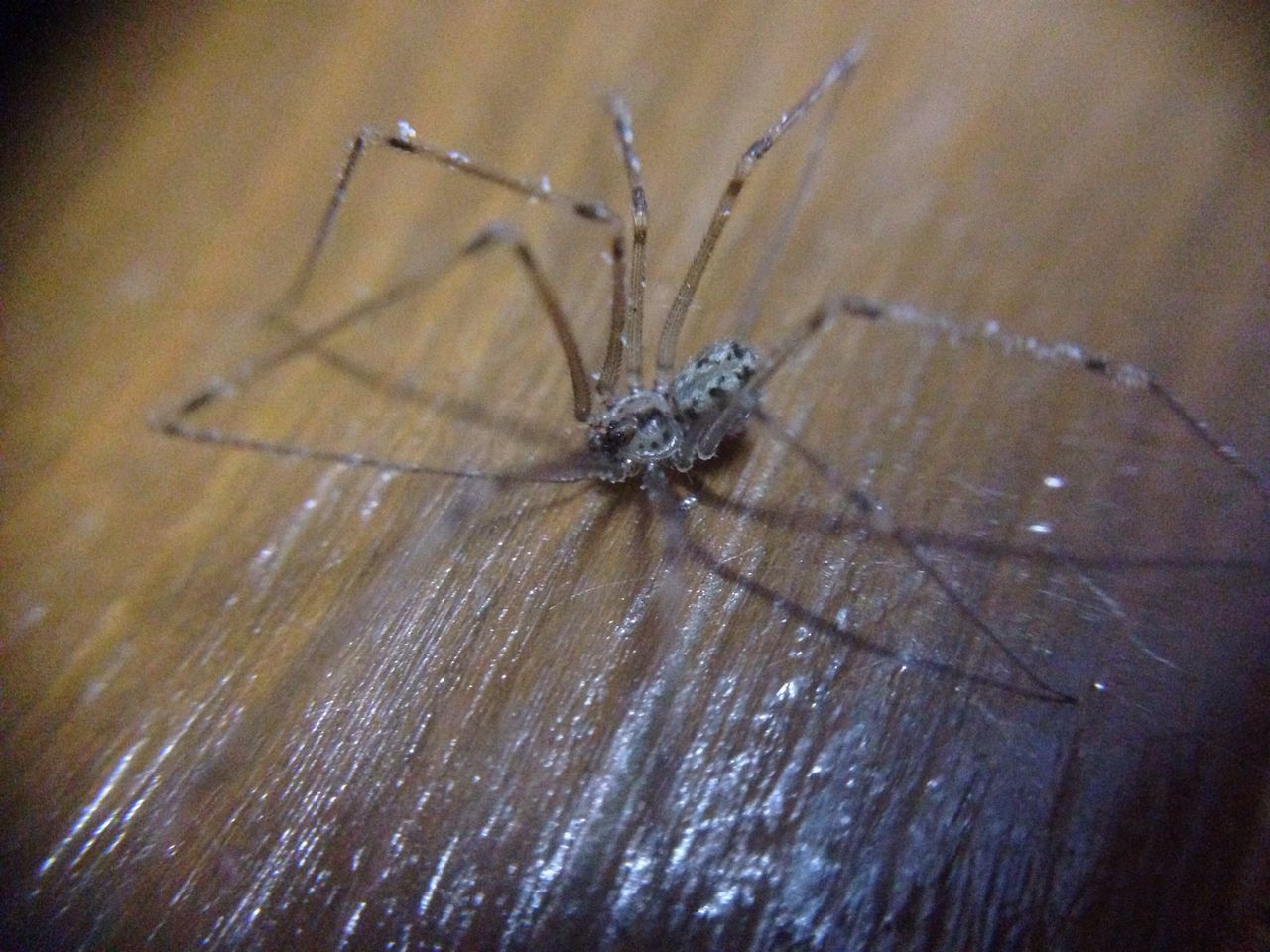 animal themes, one animal, insect, animals in the wild, wildlife, spider, close-up, spider web, indoors, high angle view, selective focus, no people, nature, day, dragonfly, focus on foreground, full length, wall - building feature