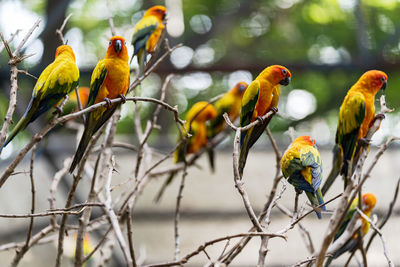 Birds perching on branch