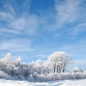 Bare trees on snow covered land against sky