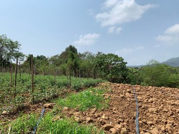 Scenic view of agricultural field against sky