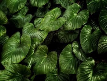 Full frame shot of green leaves