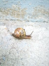 Close-up of snail