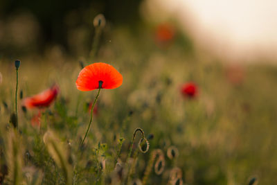 Close-up of red poppy blooming in field