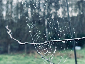 Close-up of spider web