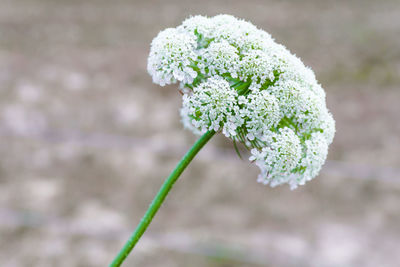 Close-up of white flowering plant