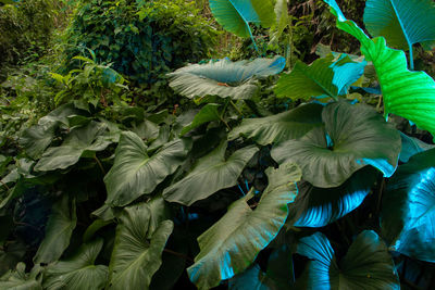High angle view of flowering plants and leaves