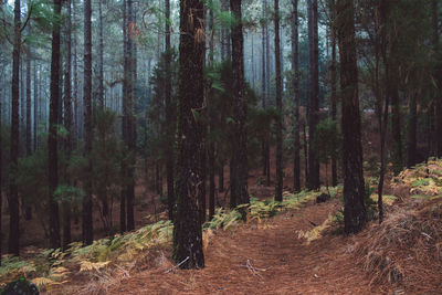 Trees in forest