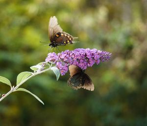 Close-up of bee pollinating on purple flower