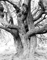 View of tree trunk