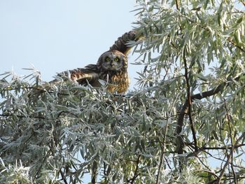 Low angle view of bird perching on tree