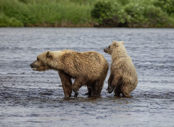 Close-up of a bear