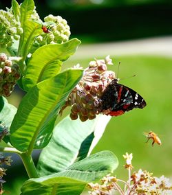 Close-up of butterfly pollinating on flower