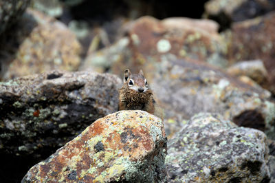 Chipmunk holding moss in mouth on rock