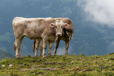 Two alpine cows with one head on a field of wildflowers in the scenic mountains in alps