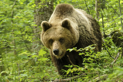 Portrait of an animal in forest