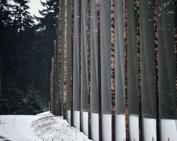 Trees in forest during winter